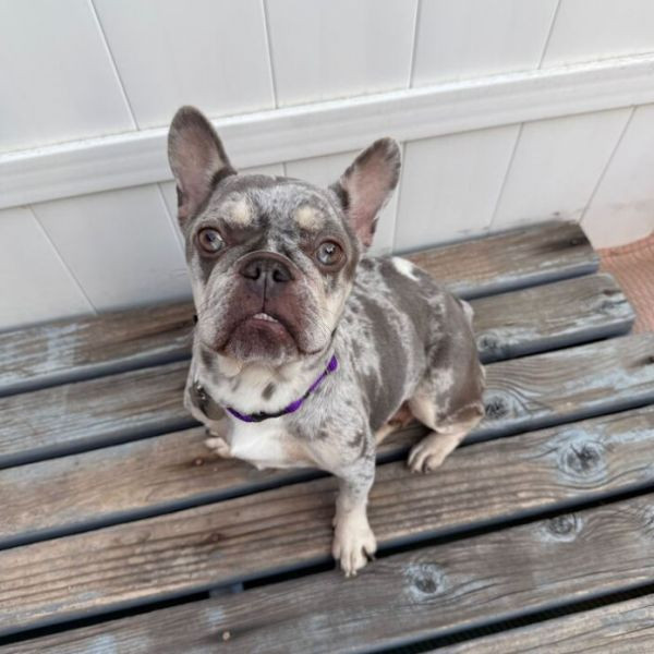 adopt Sukie