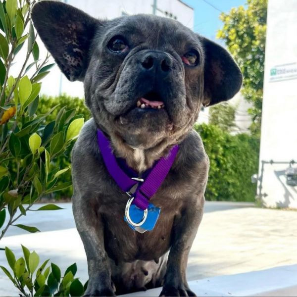 adopt Pudding