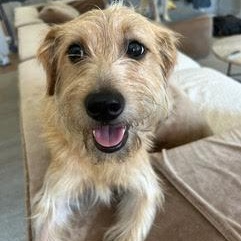 adopt Phoebe *Courtesy Post