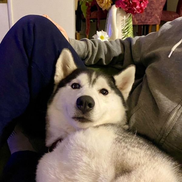 adopt Gina