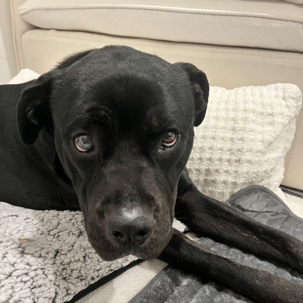 adopt Kenny