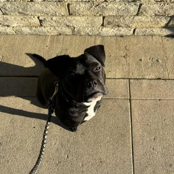 adopt Cole