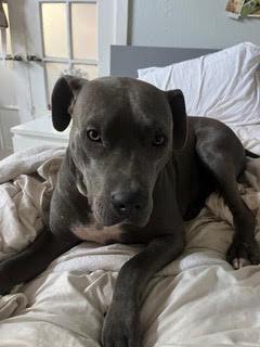 adopt Beau *Courtesy Post