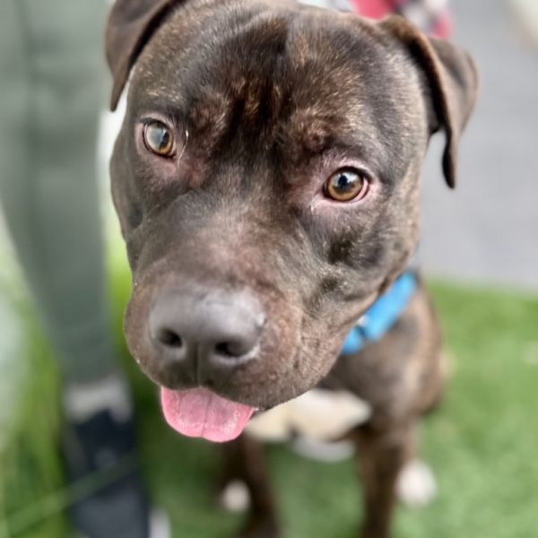 adopt Prancer - Foster or Adopt Me!