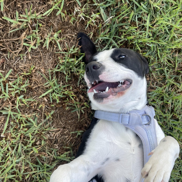 adopt Peggy *Courtesy Post