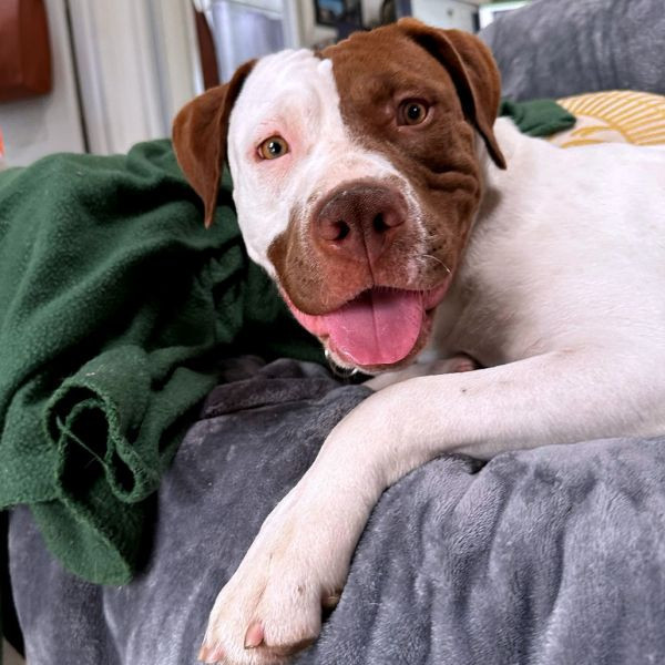 adopt Alannah