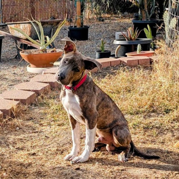 adopt Chance