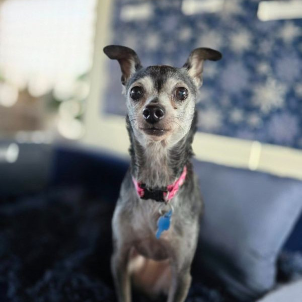 adopt Yin(Bea)