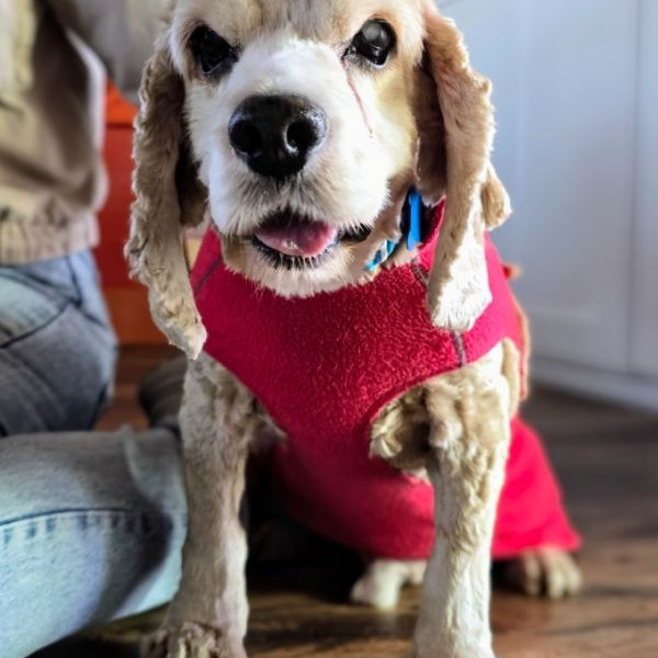 adopt Kola