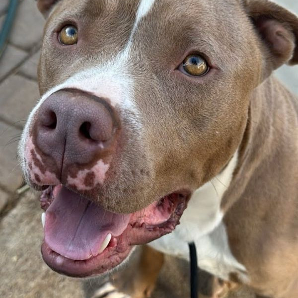 adopt Copper - Adopt Me!