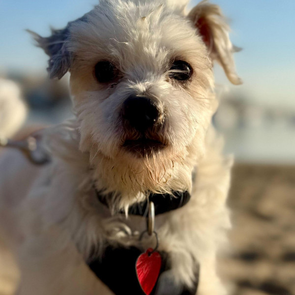 adopt Jesse