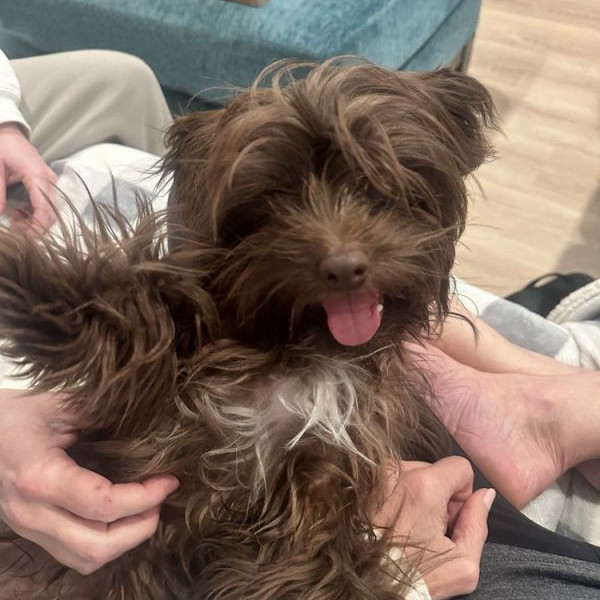 adopt Tyrone