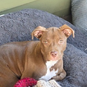 adopt Sloane