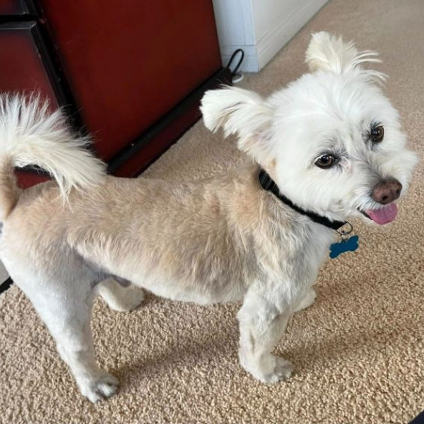 adopt Sebastian