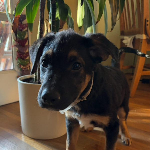 adopt Ferrari