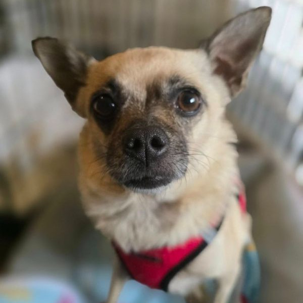 adopt Harper(Lady)