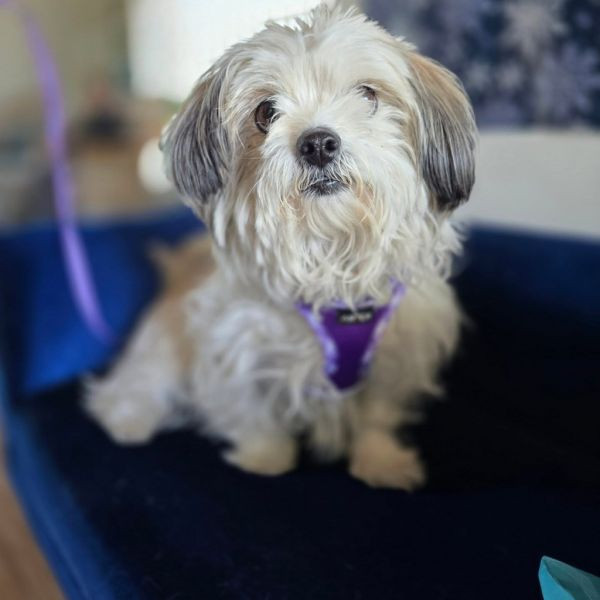 adopt Hershey (Sadie)