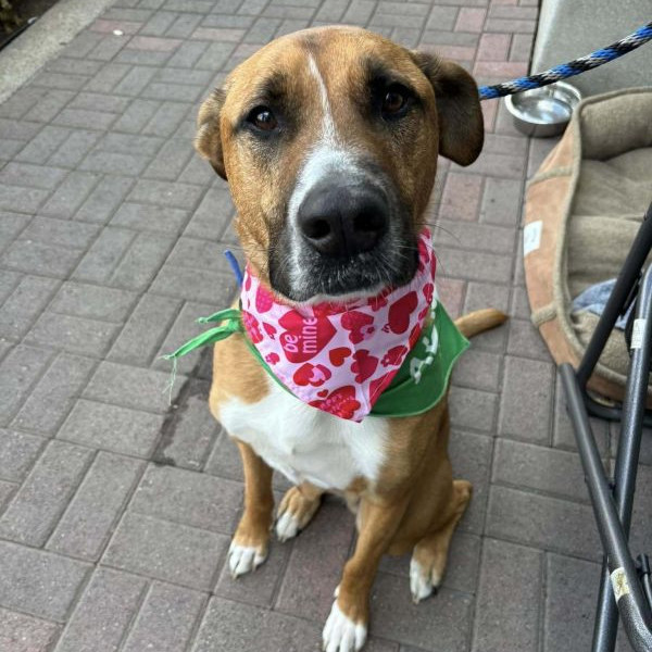adopt Buster