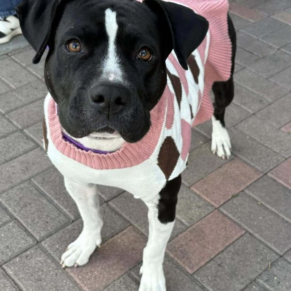 adopt Candy