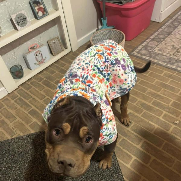 adopt Buttercup