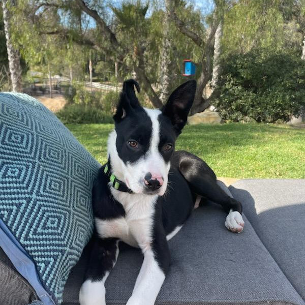 adopt Bingham