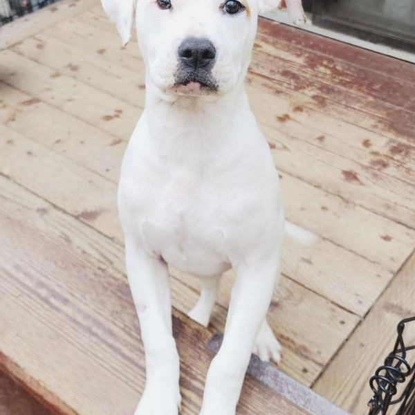 adopt Eloise - Duckie's Litter