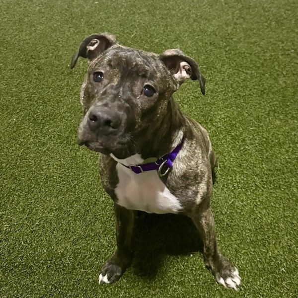 adopt Lester