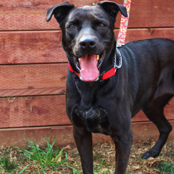 adopt Stella