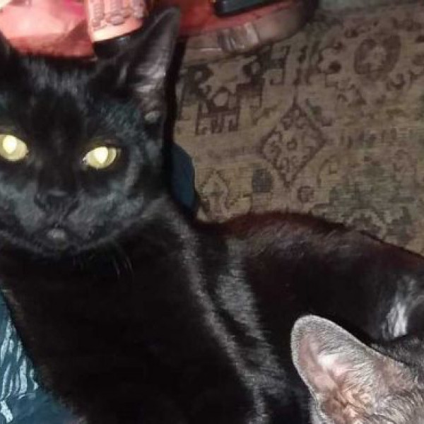 adopt Dimmu