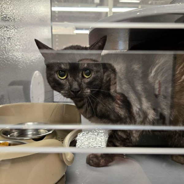 adopt Felix