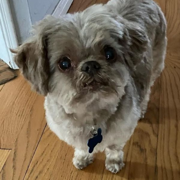 adopt Akahi
