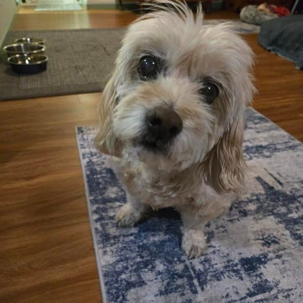 adopt Jill