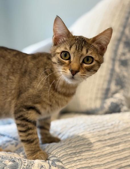adopt Ginger Man
