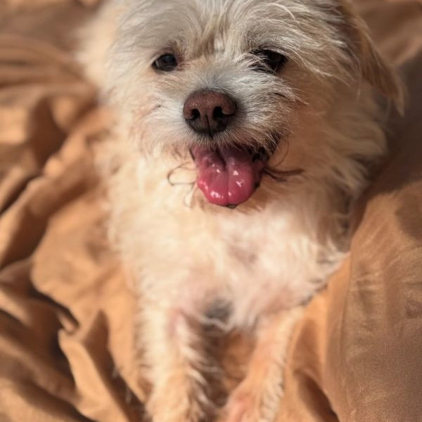 adopt Shaggy