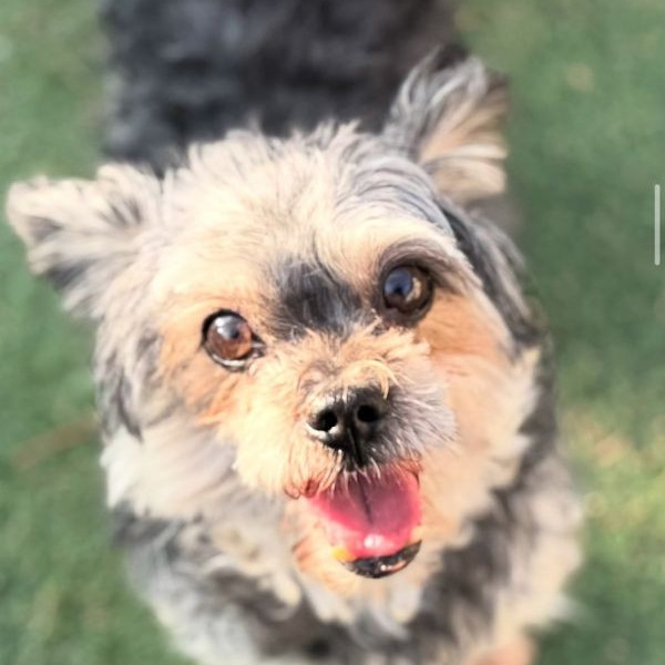 adopt Buster