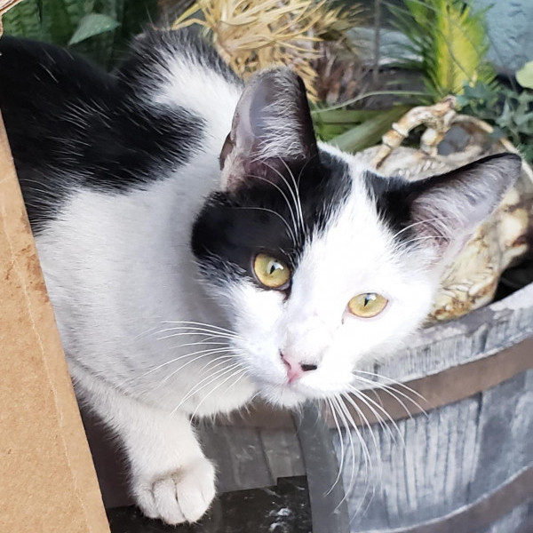 adopt Wyatt