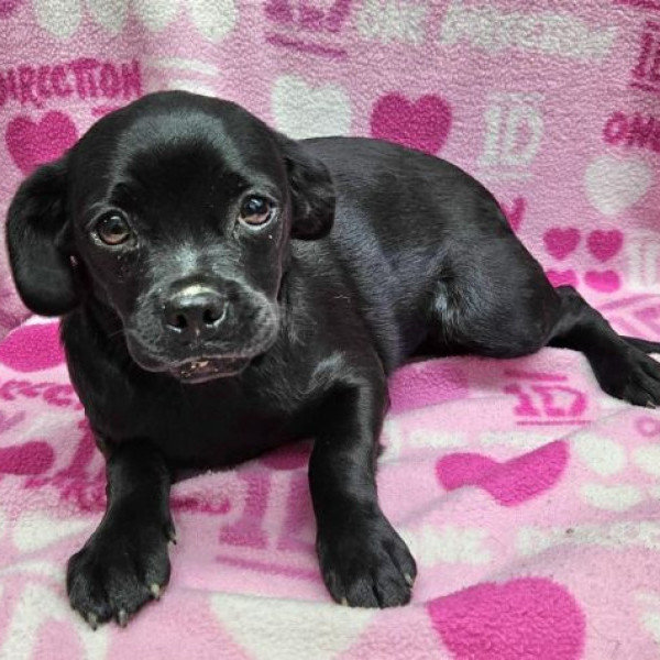 adopt Blossom - Foster or Adopt Me!