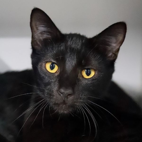 adopt Wednesday Addams