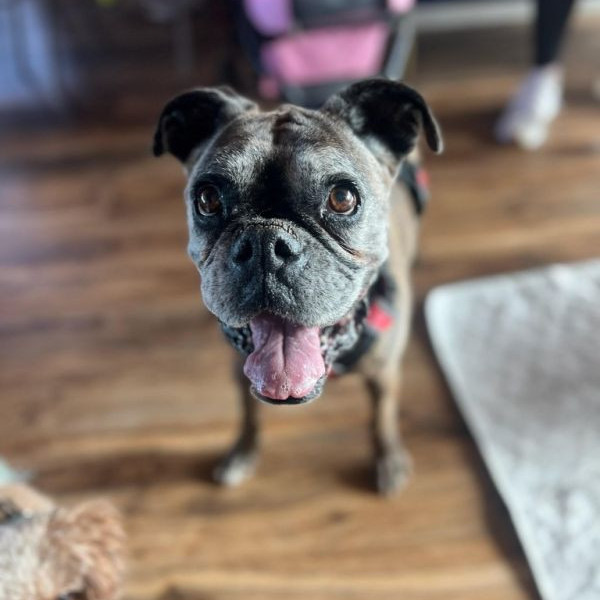 adopt Sandra (GG)