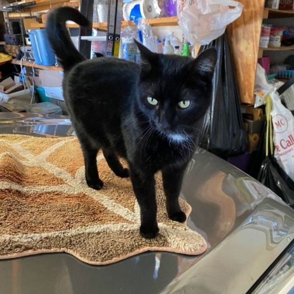 adopt Velvet