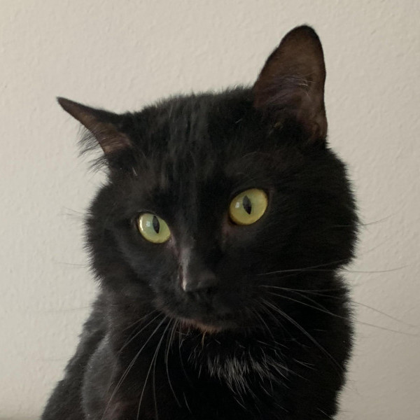 adopt Obi