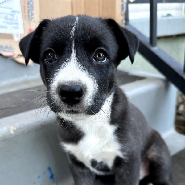 adopt Otter