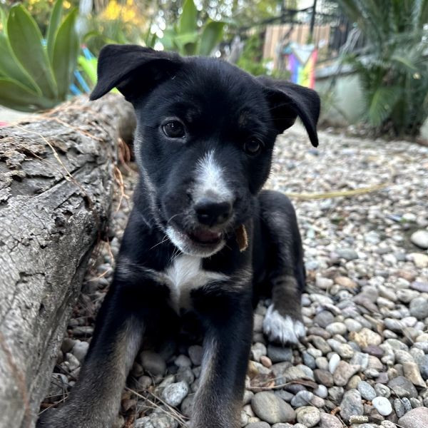 adopt Skunk
