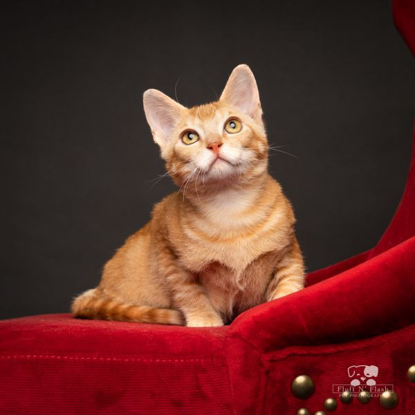 adopt Alphie