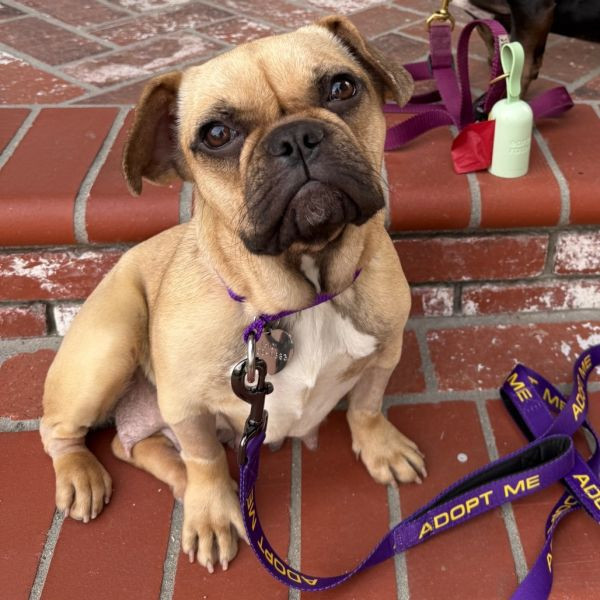 adopt Libby