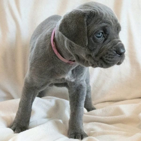 adopt Harriet - Adopt Me!