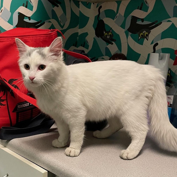 adopt Emmielou