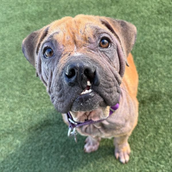 adopt Squiggy