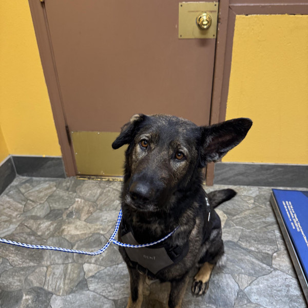 adopt Charlie