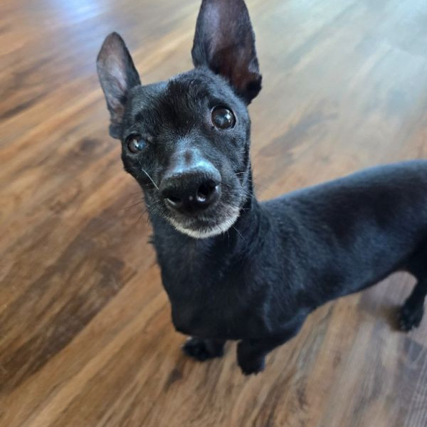 adopt Apollo